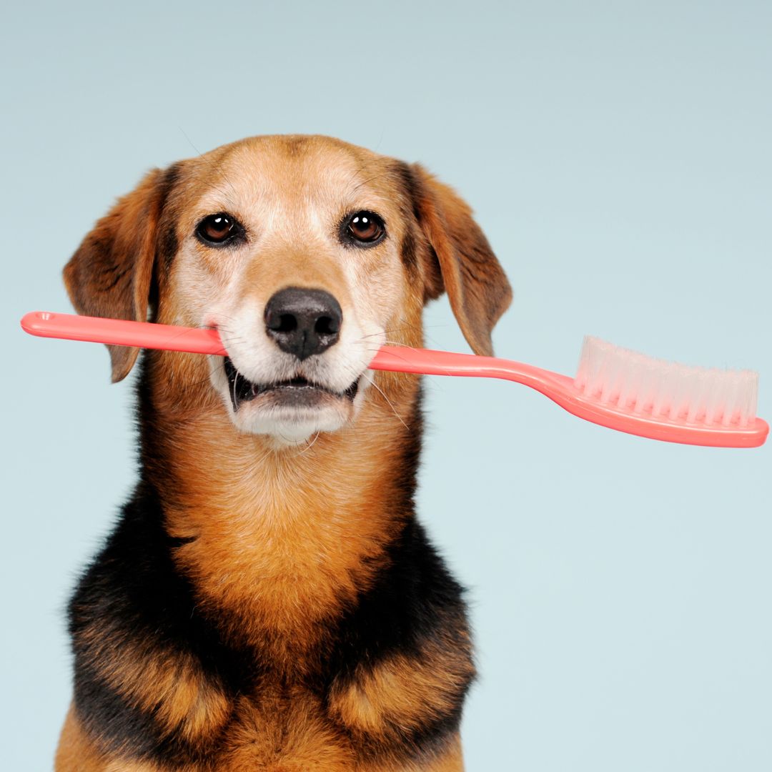 A dog is holding a brush in it's mouth