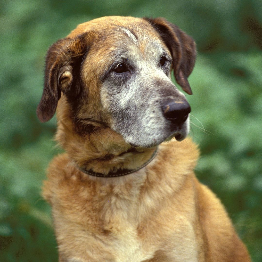 A dog is sitting at the park
