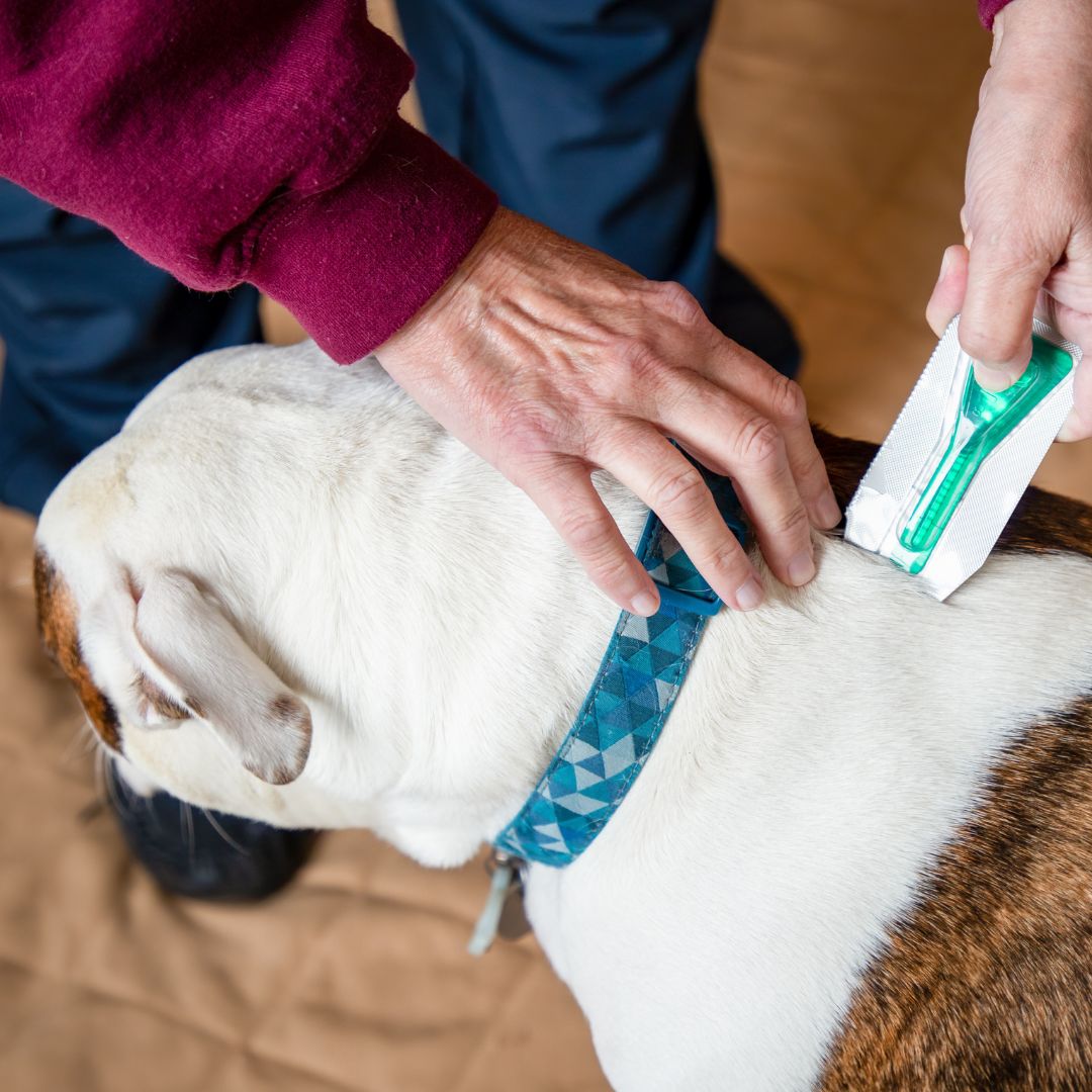 Person Putting Flea Treatment on Dog Person Putting Flea Treatment on Dog