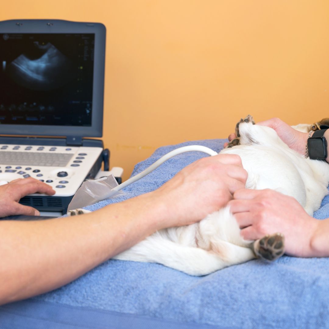 Veterinarian Doing Ultrasound Examination of a Cat
