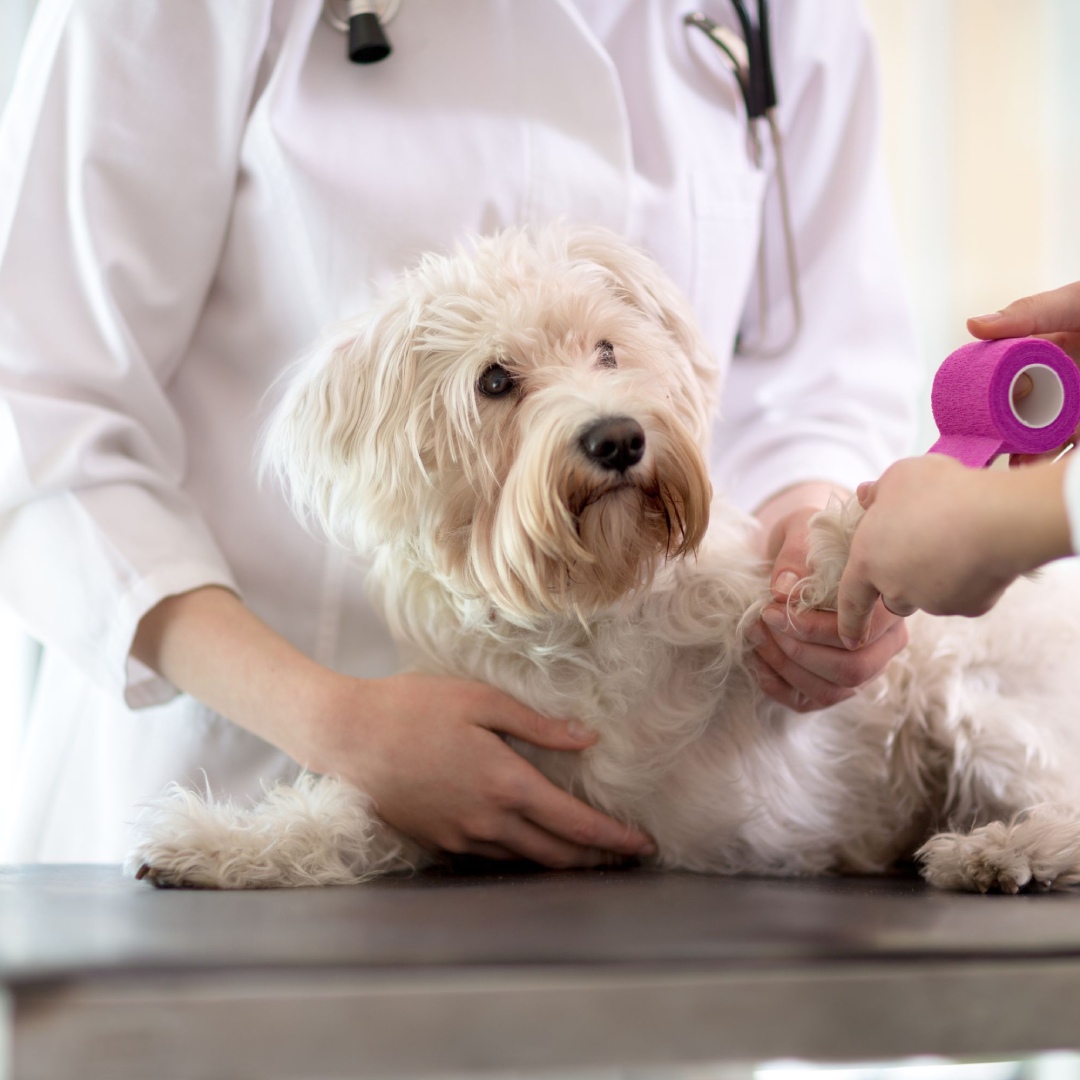 White dog getting paw bandaged with pink wrap by veterinarians in white coats during vet clinic visit